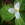 Trilliums!!!
