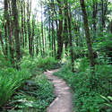 Terwilliger Trail