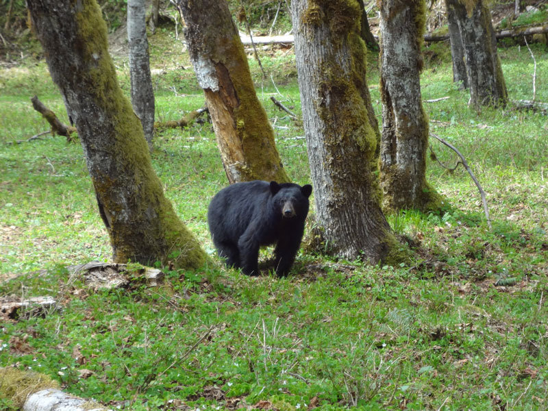 Bear #3 - This Guy Was Walking Down The Trail