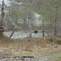 Bear #5 - Bear Near Camp