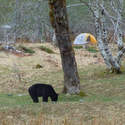 Bear #6 - Bear Near Camp