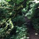 Chestnut Trail