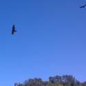 Vultures circling around something ... hopefuly not us