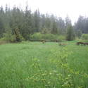 crater meadow