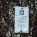 memorial on a tree