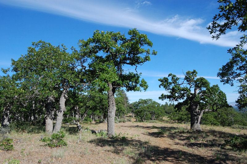 Oak savanna in the beginning of the hike