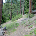 Beautiful fir/ponderosa forests on the way up