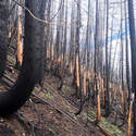 The forest on the slope south of Welcome Lakes. This seemed to be one of the most scorched areas.