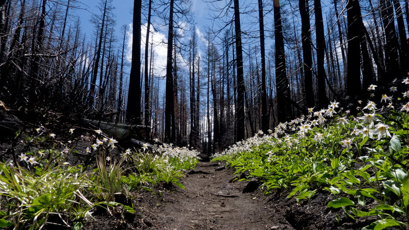 Avalanche lilies springing up through fire-ravaged forest on Vista Ridge.