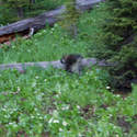 Porcupine at Lost Lake campsite