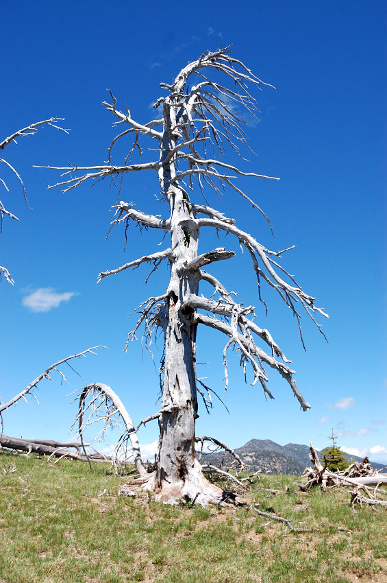 Bleached tree on a saddle just north of Mt. Ruth