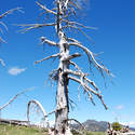 Bleached tree on a saddle just north of Mt. Ruth