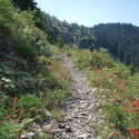 Bluff Mountain Trail