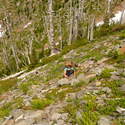 Scrambling up to Whitter Ridge Trail, only to return back down.