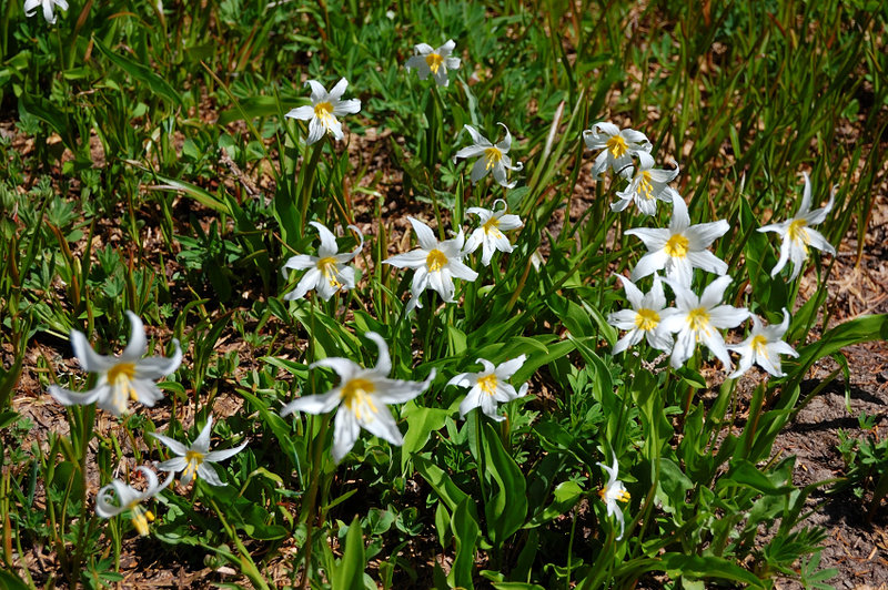 Literally millions of avalanche lilies everywhere - which means the snow has melted within last week or so