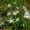 Literally millions of avalanche lilies everywhere - which means the snow has melted within last week or so