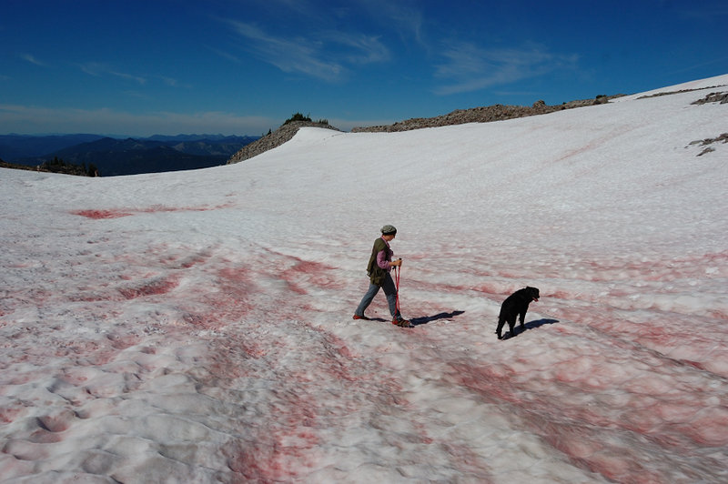 This red snow (caused by some bacteria or fungi as I recall) is pretty common near Old Snowy