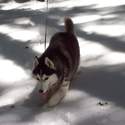 No snow too deep for Miko