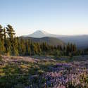 Mt. Hood from the Snowgrass Trail