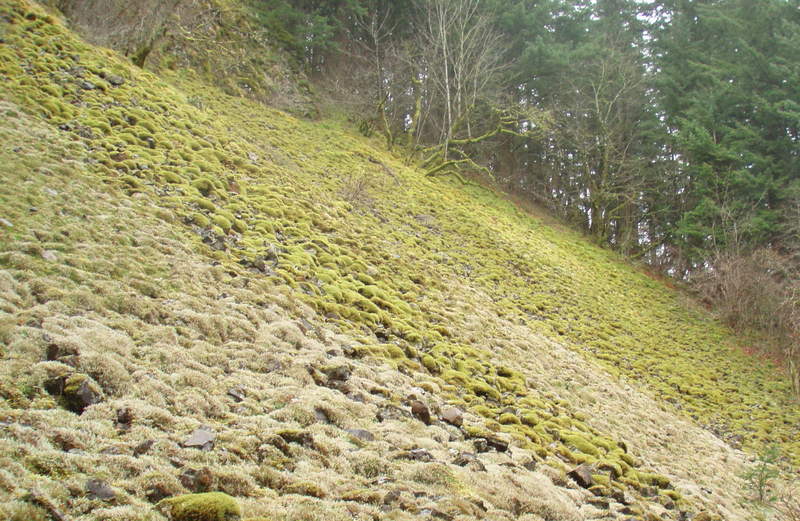 6 inch mosses on scree field