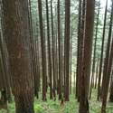 trees on 420c switchbacks below devil's rest