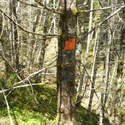 scotty/dog timber sale tree marker